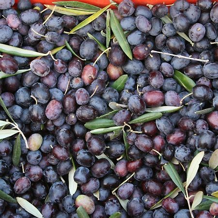Agriturismo Amicizia Cassano delle Murge Εξωτερικό φωτογραφία