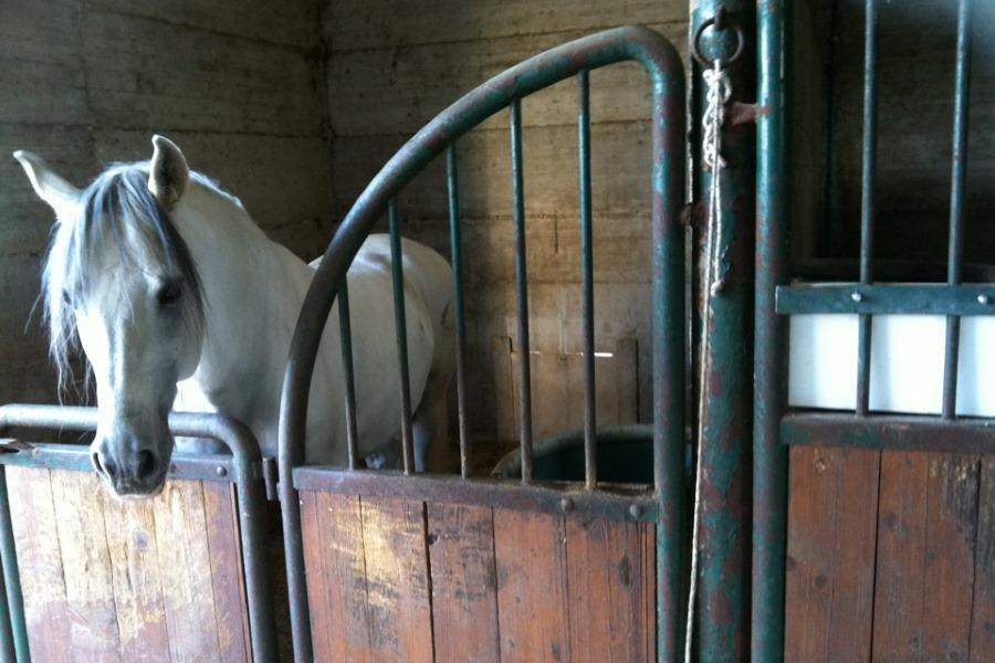 Agriturismo Amicizia Cassano delle Murge Εξωτερικό φωτογραφία