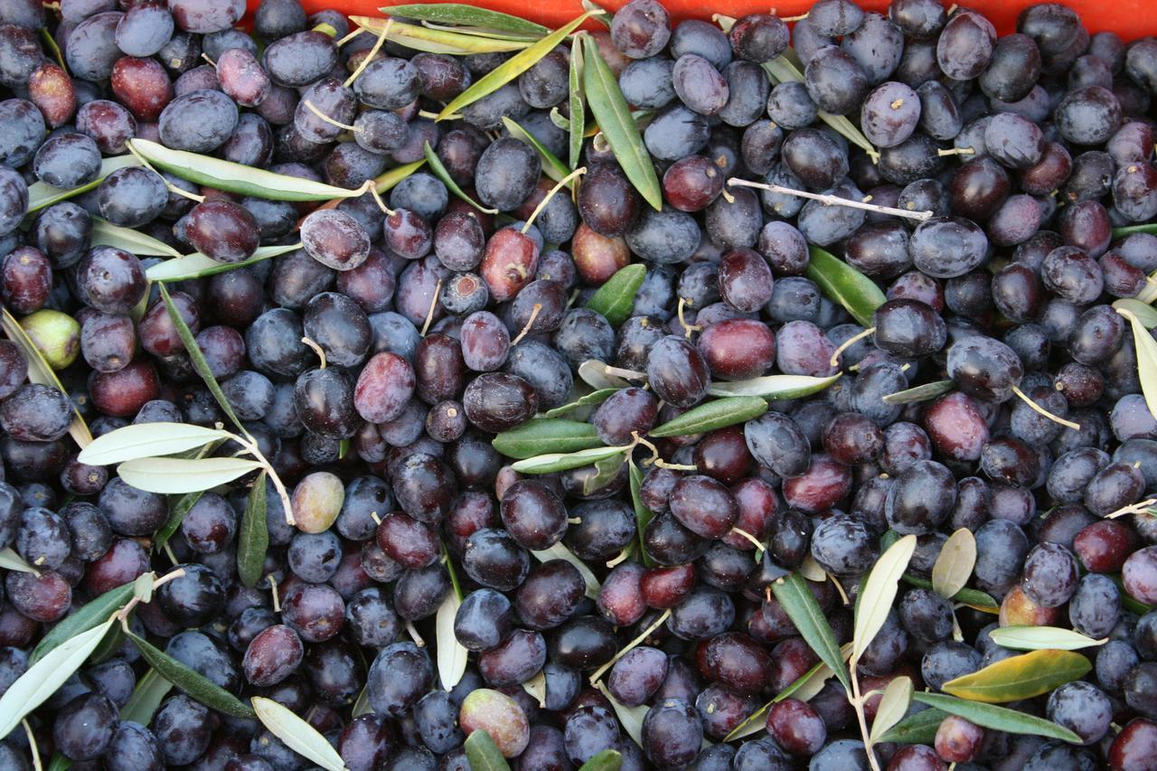 Agriturismo Amicizia Cassano delle Murge Εξωτερικό φωτογραφία