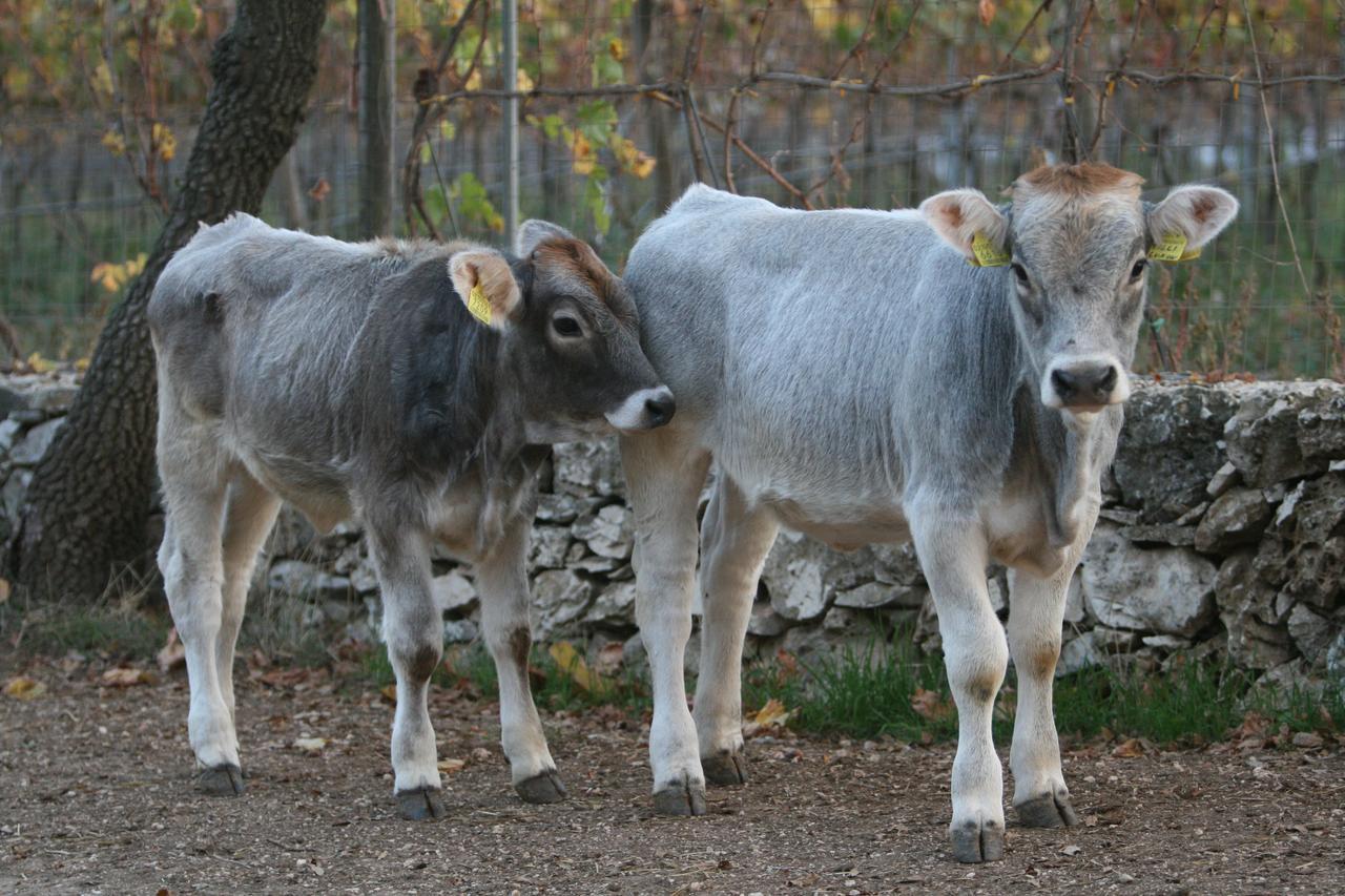 Agriturismo Amicizia Cassano delle Murge Εξωτερικό φωτογραφία